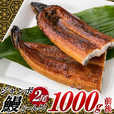 ふるさと納税 新宮町 ジャンボうなぎの蒲焼2尾(計1,000g前後)『1〜2ヶ月前後でお届け!!』