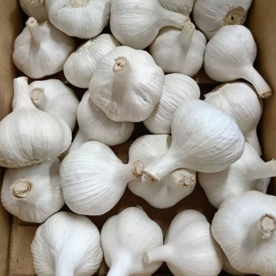 ふるさと納税 宇佐市 食後のニオイが気にならないニンニク 1kg 訳あり 大容量[116600200][シイズンドアグリ]