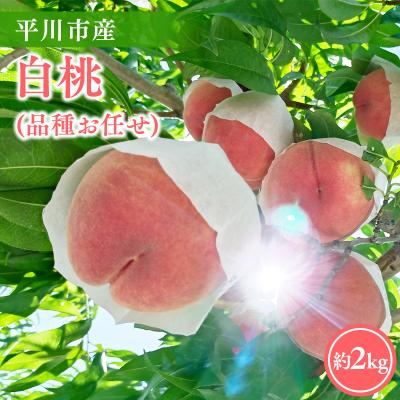 ふるさと納税 平川市 [2026年産先行予約]平川市産白桃 品種お任せ(あかつき/まどか/伊達白桃) 約2kg(6-8玉)