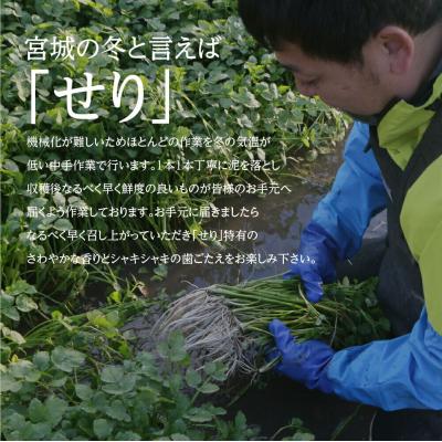 ふるさと納税 名取市 【期間限定】根付き仙台セリ鍋出汁セット(500g)4〜5人前|21_lft-280501 |  | 02