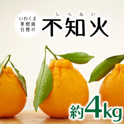 ふるさと納税 新宮町 いわくま果樹園自慢の不知火/約4kg(2027年2〜3月発送予定).AB483.ST