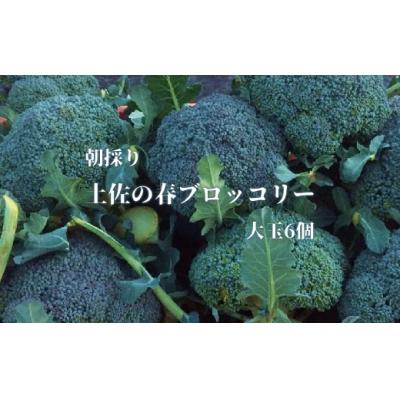 ふるさと納税 土佐清水市 [先行予約]朝採り!土佐の春ブロッコリー(大玉6個)レシピ付き [R00133]