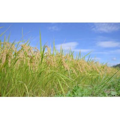 ふるさと納税 戸沢村 令和7年度 山形県産 はえぬき 5kg 精米  F7W-0355 |  | 03