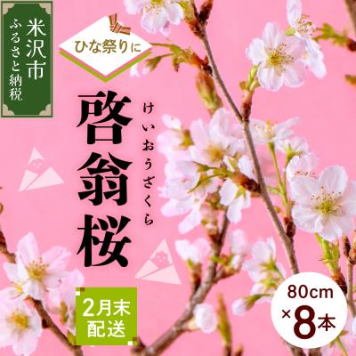 ふるさと納税 米沢市 [先行受付] [ひなまつり用] 啓翁桜 ( けいおうざくら ) 80cm×8本 切り花