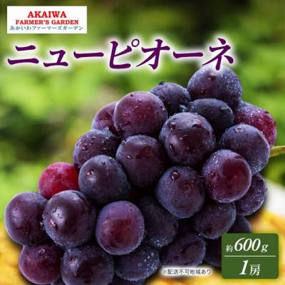 ふるさと納税 赤磐市 ぶどう 2026年 先行予約 ニューピオーネ 約600g 1房 [NO5765-1389]