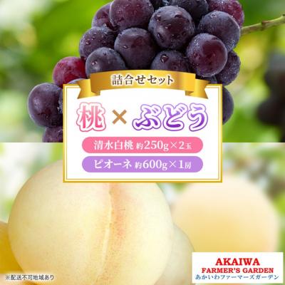 ふるさと納税 赤磐市 桃 ぶどう 2026年 清水 白桃 2玉 ニュー ピオーネ 1房 [NO5765-1400]