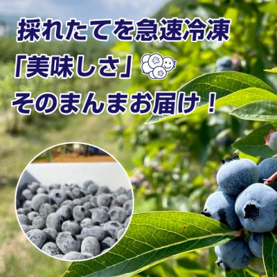 ふるさと納税 余市町 余市産 冷凍ブルーベリー 残留農薬検査済み_Y155-0002 |  | 01