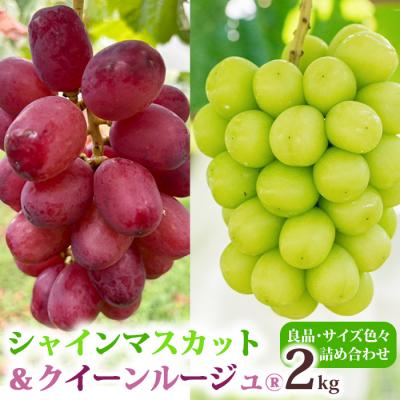 ふるさと納税 東御市 シャインマスカット&amp;クイーンルージュ(R)各2房 合計約2kg良品サイズ色々詰め合わせセット
