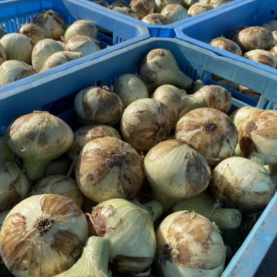 ふるさと納税 南あわじ市 トロっと甘い!!淡路島産新玉ねぎ 5kgの画像