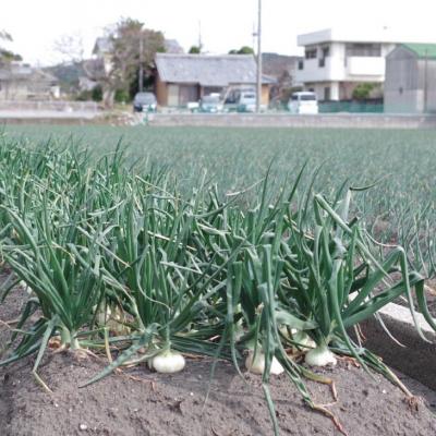 ふるさと納税 南あわじ市 トロっと甘い!!淡路島産新玉ねぎ 10kgの画像