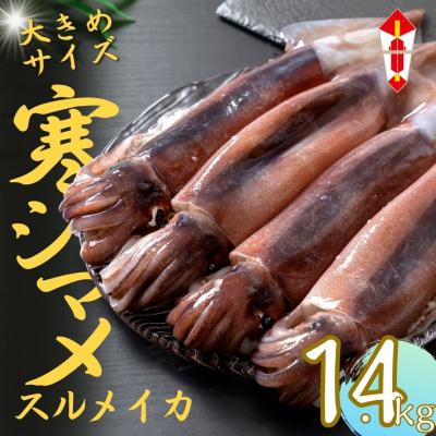 ふるさと納税 海士町 のし付[朝どれ寒シマメ 大サイズ 4〜5杯]1.4kg〜1.6kg いか イカ スルメイカ 寒シマメ