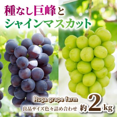 ふるさと納税 東御市 [先行受付2026年発送]シャインマスカット&amp;種なし巨峰 合計約2kg良品サイズ色々詰め合わせセット