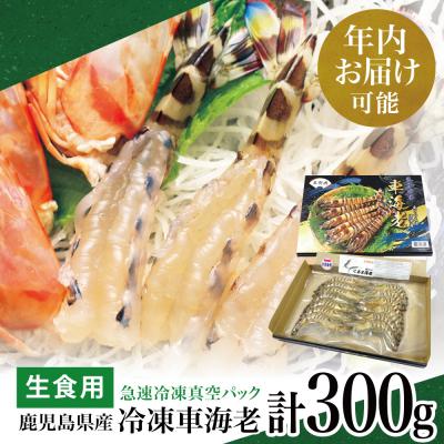 ふるさと納税 南さつま市 [年内お届け]鹿児島県産 活〆 冷凍車海老 300g(生食用)