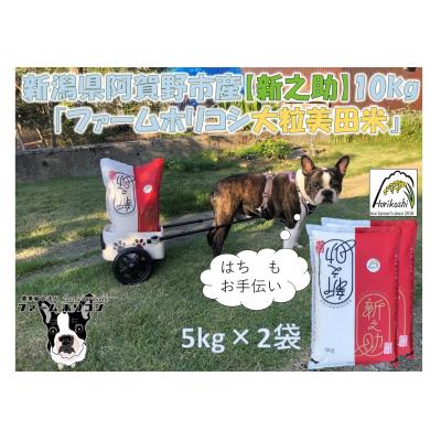 ふるさと納税 阿賀野市 [令和7年産新米]新之助「ファームホリコシ 新之助」10kg(5kg×2袋)
