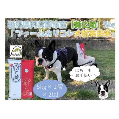 ふるさと納税 阿賀野市 [令和7年産][2ヶ月定期便] 新之助 「ファームホリコシ 新之助」 5kg×2回