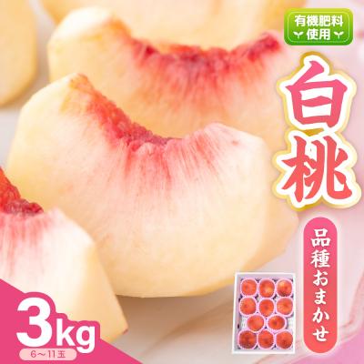 ふるさと納税 米沢市 [先行受付] 令和8年産 白桃 ( もも ) 3kg ※品種おまかせ