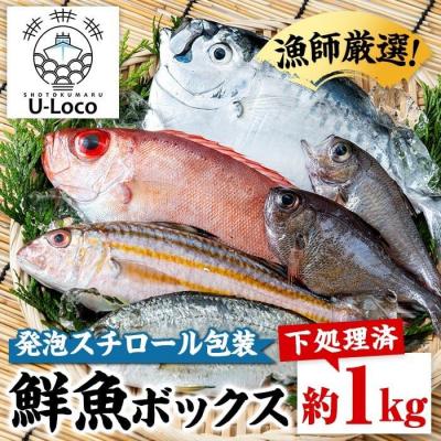 ふるさと納税 肝付町 漁師厳選!ロコフィッシュ(地魚) 鮮魚 ボックス(約1kg)[発泡スチロール包装]