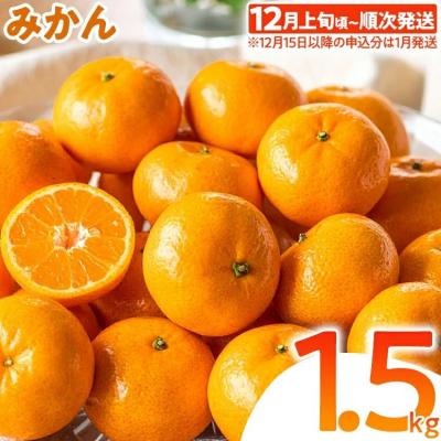 ふるさと納税 古賀市 みかん 約1.5kg
