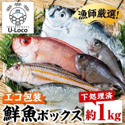 ふるさと納税 肝付町 漁師厳選!ロコフィッシュ(地魚) 下処理済鮮魚ボックス(約1kg)[エコ包装] P780011