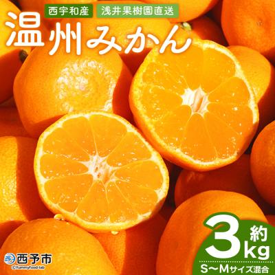 ふるさと納税 西予市 &lt;浅井果樹園 温州みかん 約3kg(南柑20号)&gt;内容量 果物 柑橘 フルーツ