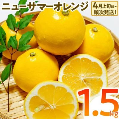 ふるさと納税 古賀市 ニューサマーオレンジ(日向夏)約1.5kg