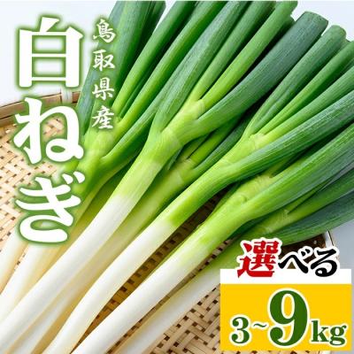 ふるさと納税 境港市 &lt;11月上旬〜4月下旬発送予定&gt;白ねぎ(3kg/定期便3回・計9kg)