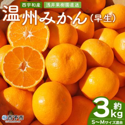 ふるさと納税 西予市 浅井果樹園 温州みかん 約3kg 柑橘 果物 フルーツ