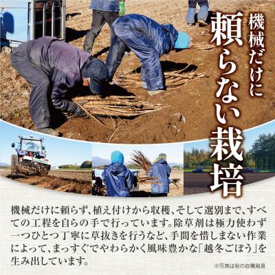 ふるさと納税 清水町 先行受付!2026年10月頃〜発送開始!北海道十勝清水町産 ごぼう! 10kg |  | 02