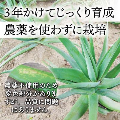 ふるさと納税 角田市 【食用】朝採り アロエベラ生葉 2kg(2枚〜4枚)3年 