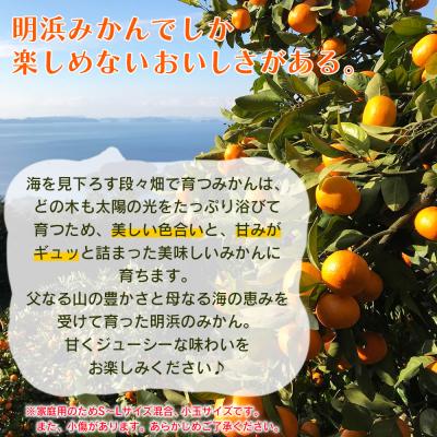 ふるさと納税 西予市 【先行受付】<愛媛県明浜産 天晴みかん(温州みかん)約5kg 小玉サイズ>家庭用 訳あり笑丸 |  | 01