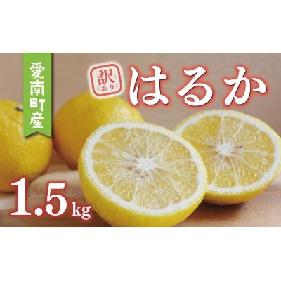 ふるさと納税 愛南町 訳あり はるか 1.5kg みかん あいなんマザーズ 愛南町 愛媛県