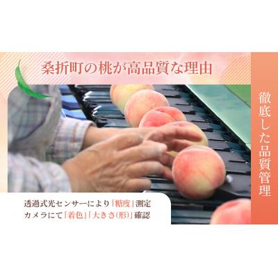 ふるさと納税 桑折町 もも【あかつき・2026年産先行受付】特秀1.5kg「献上桃の郷ブランド品」桑折町産 JAふくしま未の画像
