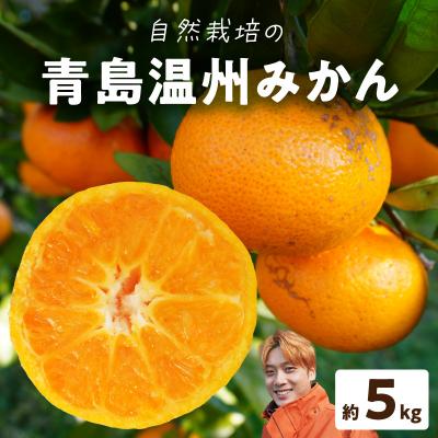 ふるさと納税 天草市 青島温州みかん 約5kg