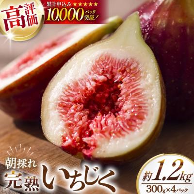 ふるさと納税 宝達志水町 いちじく 生 完熟 約1.2kg (300g×4パック) [モアショップヤマモト 38600615]