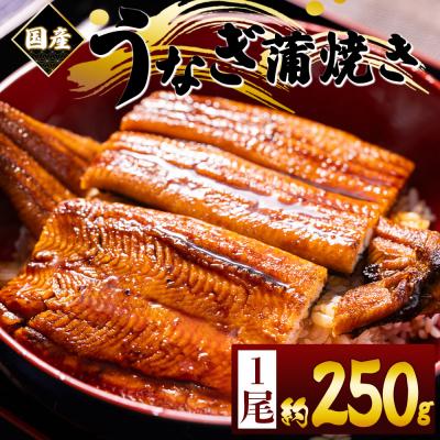 ふるさと納税 香南市 うなぎの蒲焼き 約250g 1尾 国産養殖 ウナギ 鰻蒲焼 fb-0166