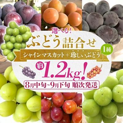 ふるさと納税 古賀市 ぶどう詰合せ(シャインマスカット+珍しいぶどう)