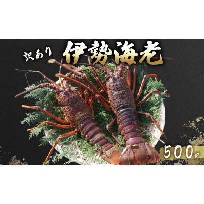 ふるさと納税 室戸市 [訳あり]活 伊勢海老 訳あり 500g(1〜3匹) 冷蔵