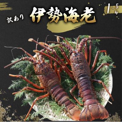 ふるさと納税 室戸市 [訳あり]活 伊勢海老 訳あり 1.5kg(5匹+タビエビ) 冷蔵