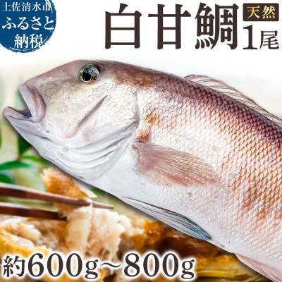 ふるさと納税 土佐清水市 天然 白甘鯛 1尾(約600g〜800g)※下処理なし・指定日不可※ 希少高級魚[R01545]