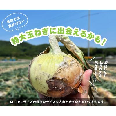 ふるさと納税 南あわじ市 【先行受付】海月館 自社農場栽培!淡路島産 新玉ねぎ 10kgの画像