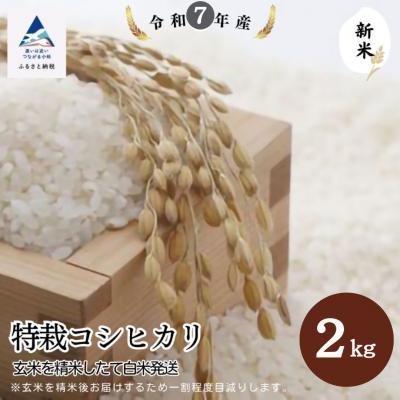 ふるさと納税 小松市 特栽コシヒカリ 精米(玄米2kgを精米したて白米発送)令和7年産 新米 こしひかり[のむら農産]