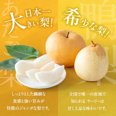 ふるさと納税 瀬戸内市 あたご梨・鴨梨(ヤーリー)詰合せ 合計約4.5kg 贈答箱 岡山県産 [No.5735-0951]の画像