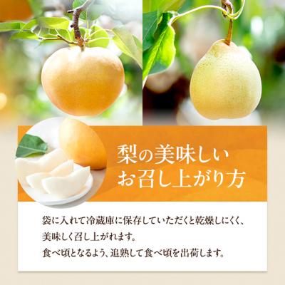 ふるさと納税 瀬戸内市 あたご梨・鴨梨(ヤーリー)詰合せ 合計約4.5kg 贈答箱 岡山県産 [No.5735-0951]の画像