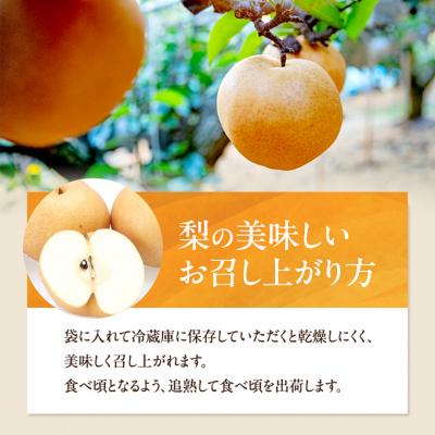 ふるさと納税 瀬戸内市 石原果樹園 あたご梨 3〜9玉 合計約4.5kg 贈答箱 岡山県産 [No.5735-0943]の画像