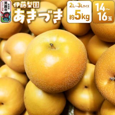 ふるさと納税 男鹿市 男鹿梨 あきづき 梨 約5kg 伊藤梨園 14玉〜16玉 秋田県 男鹿市|23_itn-030501