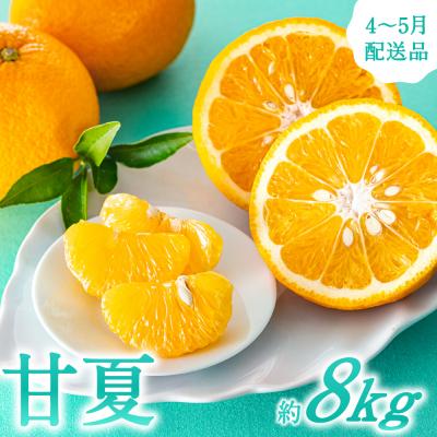 ふるさと納税 新宮町 福岡柑橘王国・樹成り完熟甘夏/約8kg(2026年4月〜5月配送予定)