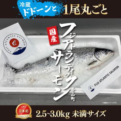 ふるさと納税 小山町 フジアトランティックサーモン(1尾2.5〜3.0kg未満)セミドレス