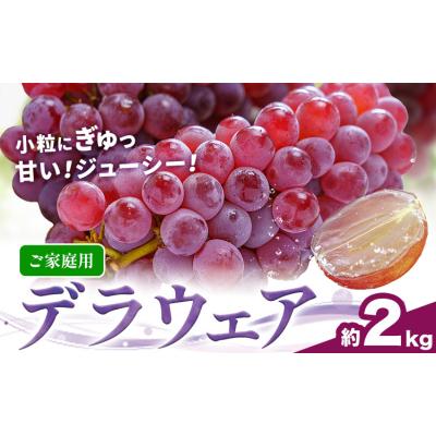 ふるさと納税 東員町 ご家庭用 デラウェア 約2kg 株式会社シグマサポート[8月上旬-8月下旬頃出荷]