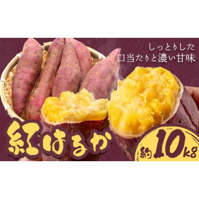 ふるさと納税 東員町 さつまいも 紅はるか 約10kg 株式会社シグマサポート[2026年10月中旬-12月中旬頃出荷]