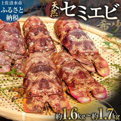 ふるさと納税 土佐清水市 [11月発送]天然セミエビ 約1.6kg~1.7kg(サイズおまかせ)※着日指定不可[R01677]
